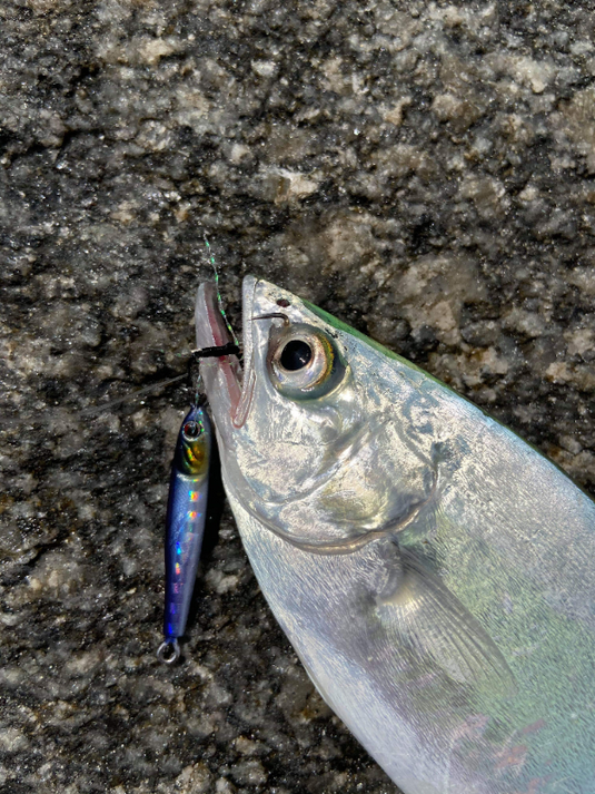 Little Jack Micro Adict Asymmetry - 5g