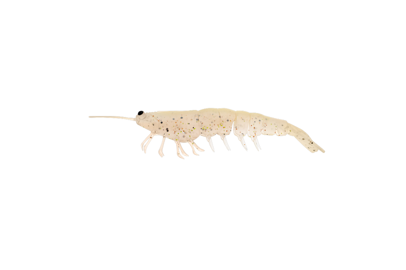 Load image into Gallery viewer, Irukandji Megaprawn 100mm (4")
