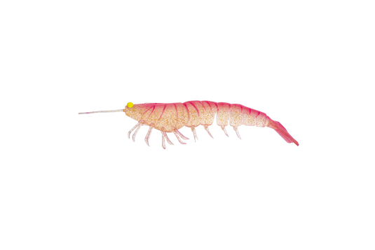 Irukandji Megaprawn 100mm (4")