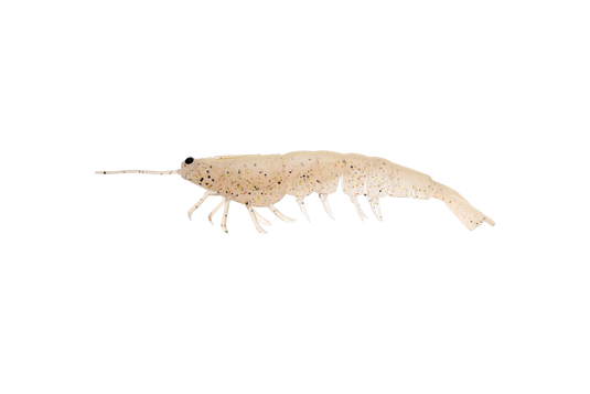 Irukandji Megaprawn 125mm (5")