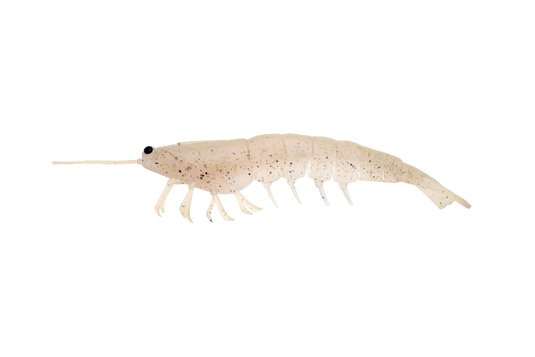 Irukandji Megaprawn 165mm (6.5")