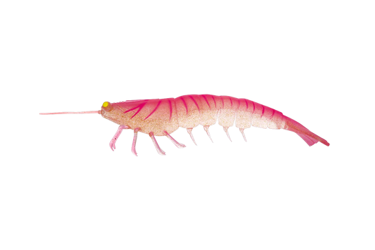 Irukandji Megaprawn 165mm (6.5")