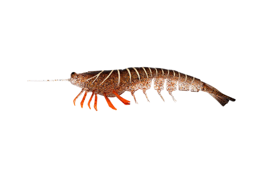 Irukandji Megaprawn 165mm (6.5")