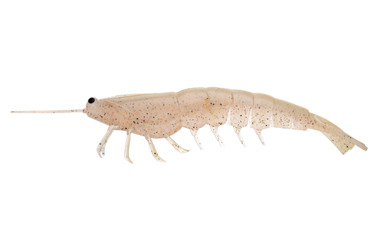 Irukandji Megaprawn 200mm (8")