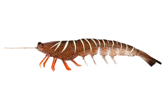 Irukandji Megaprawn 210mm (8")