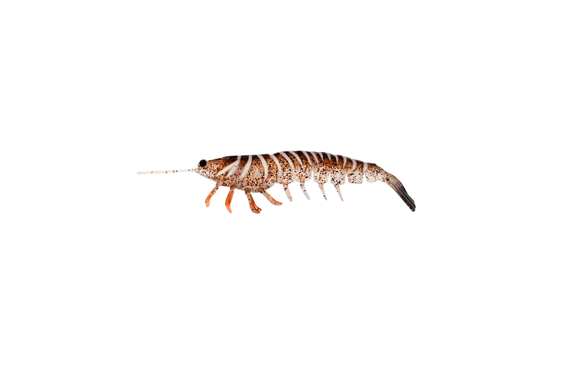 Load image into Gallery viewer, Irukandji Megaprawn 100mm (4")
