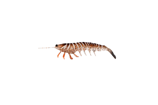 Irukandji Megaprawn 100mm (4")