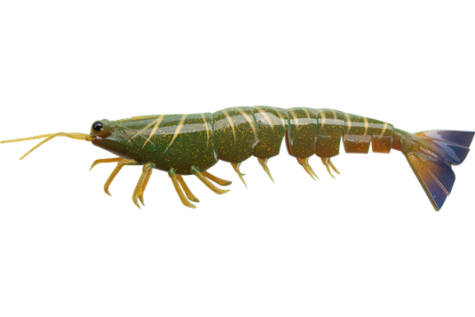 Irukandji Megaprawn 100mm