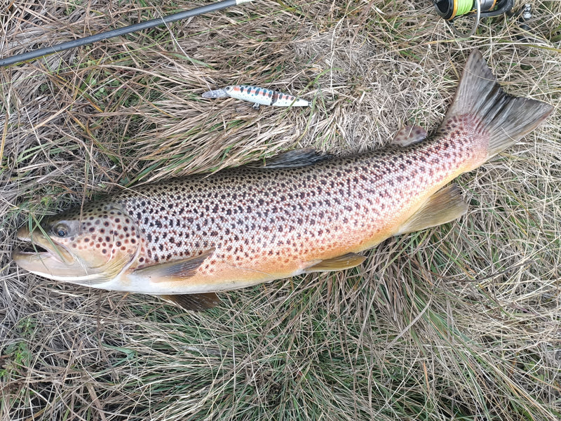 Load image into Gallery viewer, Taco - River and Lake Trout
