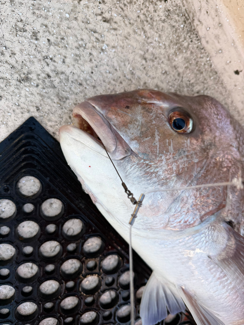 Load image into Gallery viewer, GameOver Tooth Proof Rig - Double Paternoster - Carbon Circle Hooks
