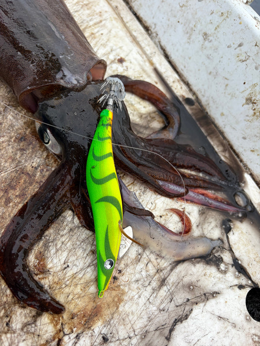 Bergy's Tackle - Queenscliff Special 3.5
