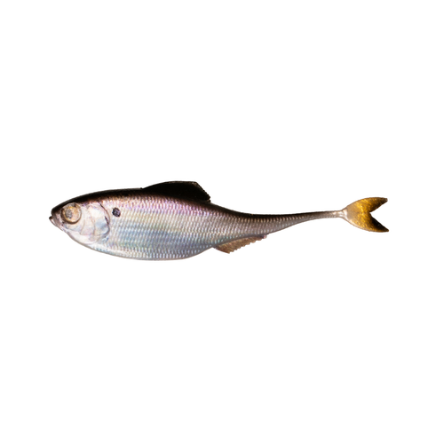 6th Sense - Fiction Shad 2.2