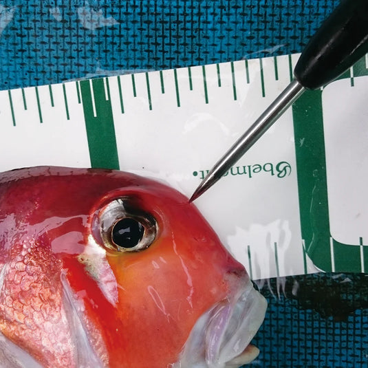 Belmont Ikejime Pick Long