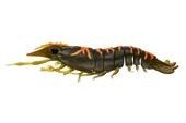 Nomad Sumo Shrimp Unrigged 4"