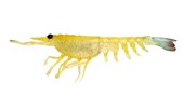 Nomad Switcher Shrimp 2.3"