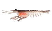 Nomad Switcher Shrimp 5